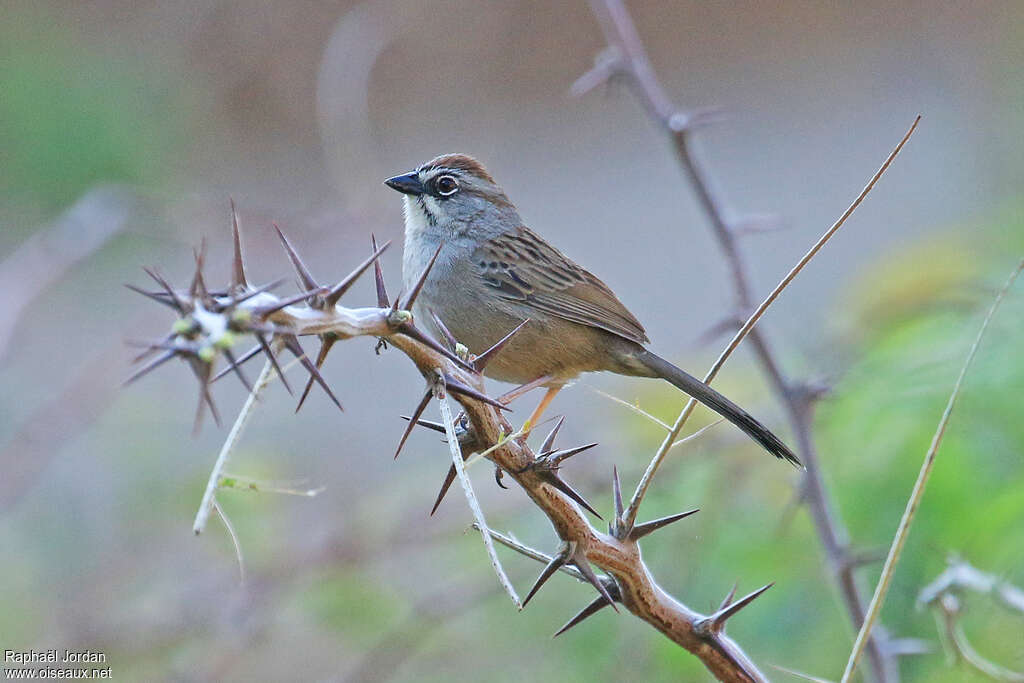 Bruant d'Oaxacaadulte, identification