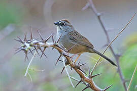 Oaxaca Sparrow