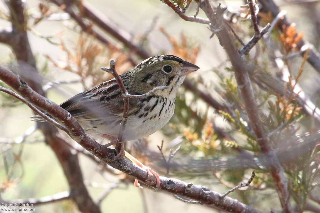 Henslow's Sparrowadult