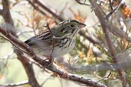 Henslow's Sparrow