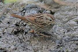 Lincoln's Sparrow