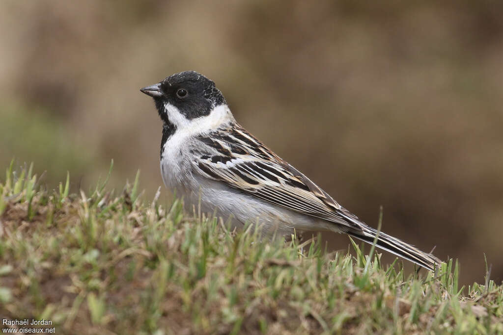 Pallas's Reed Bunting male adult breeding, identification