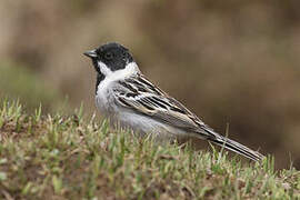 Pallas's Reed Bunting