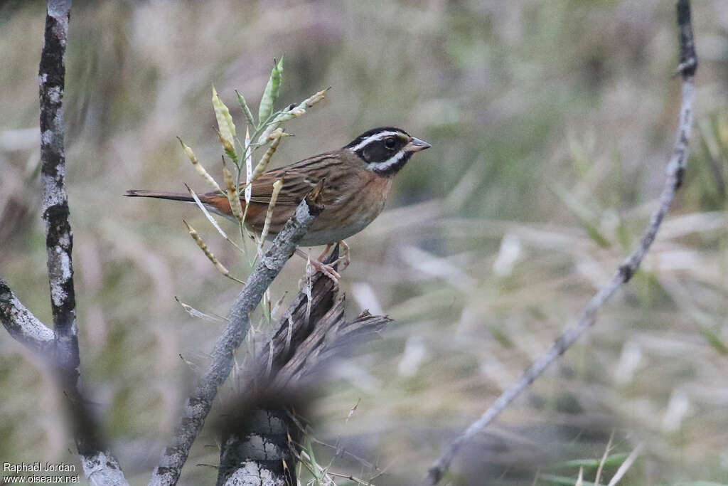 Tristram's Bunting male adult breeding, identification