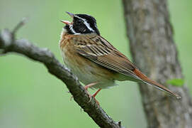 Tristram's Bunting