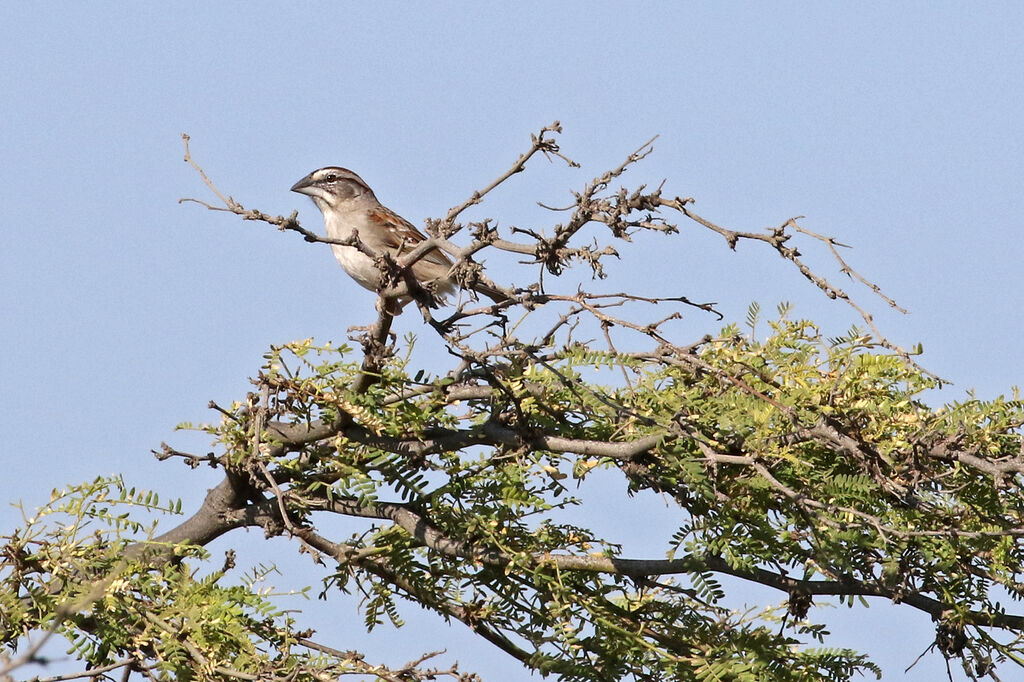 Tumbes Sparrowadult