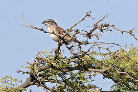 Tumbes Sparrow