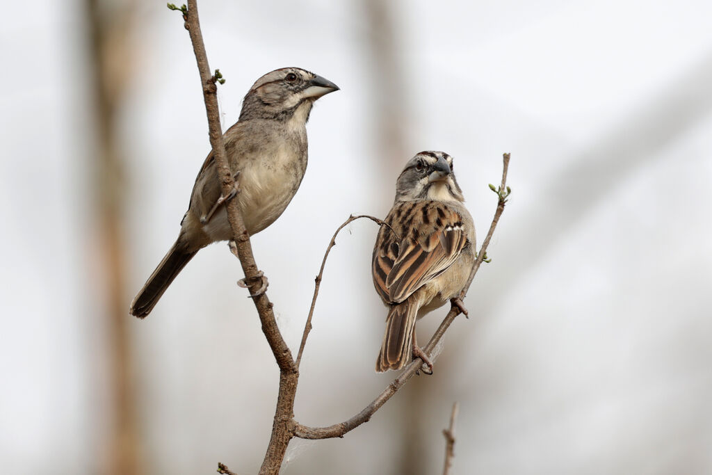 Tumbes Sparrowadult