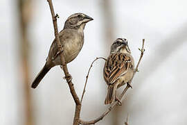 Tumbes Sparrow