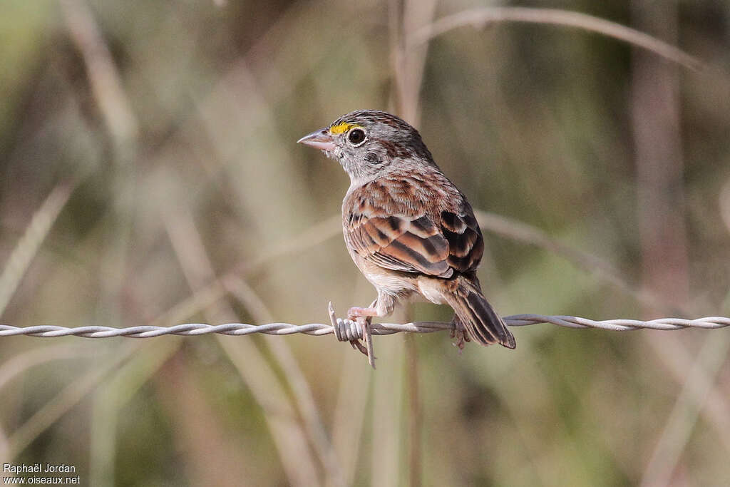 Grassland Sparrowadult, close-up portrait, pigmentation