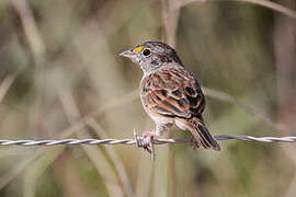 Bruant des savanes