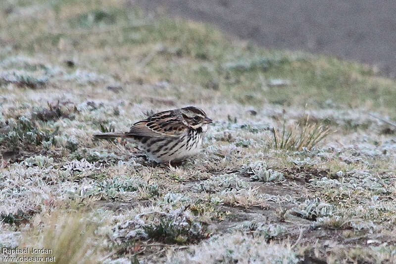 Sierra Madre Sparrowadult, identification