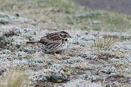 Sierra Madre Sparrow