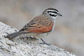 Cape Bunting