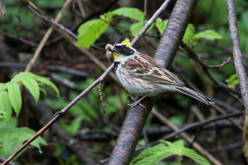 Yellow-throated Bunting male adult breeding