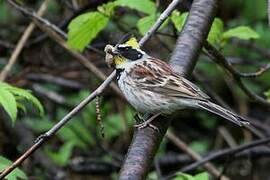 Yellow-throated Bunting