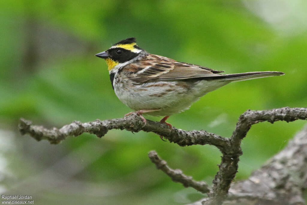 Bruant élégant mâle adulte nuptial, identification