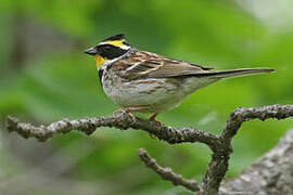 Yellow-throated Bunting