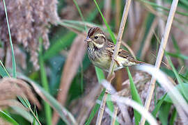 Black-faced Bunting