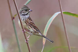 Black-faced Bunting