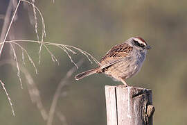 Striped Sparrow