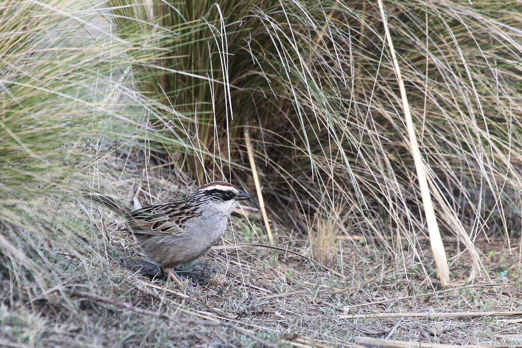 Striped Sparrowadult