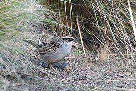 Striped Sparrow