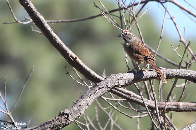 Rusty Sparrowadult, identification