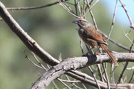 Rusty Sparrow