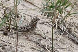 Vesper Sparrow