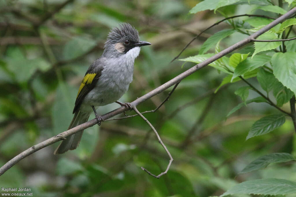 Bulbul à ailes vertesadulte, identification