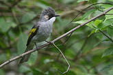 Bulbul à ailes vertes