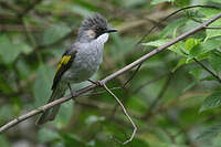 Bulbul à ailes vertes