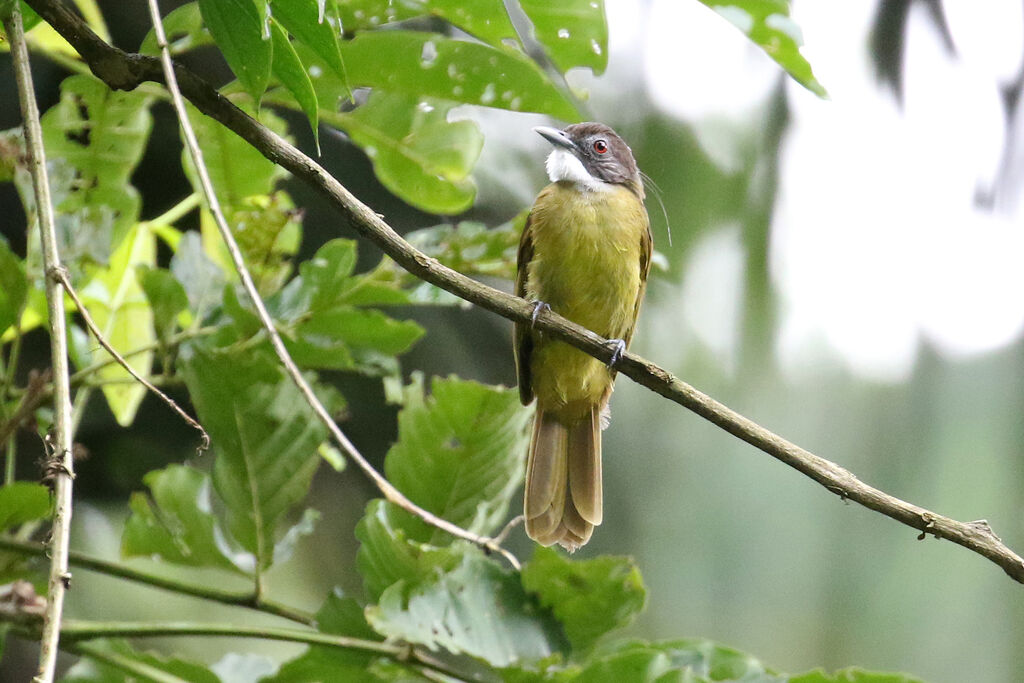 Bulbul à barbe blancheadulte