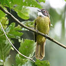 Bulbul à barbe blanche