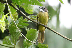 Bulbul à barbe blanche