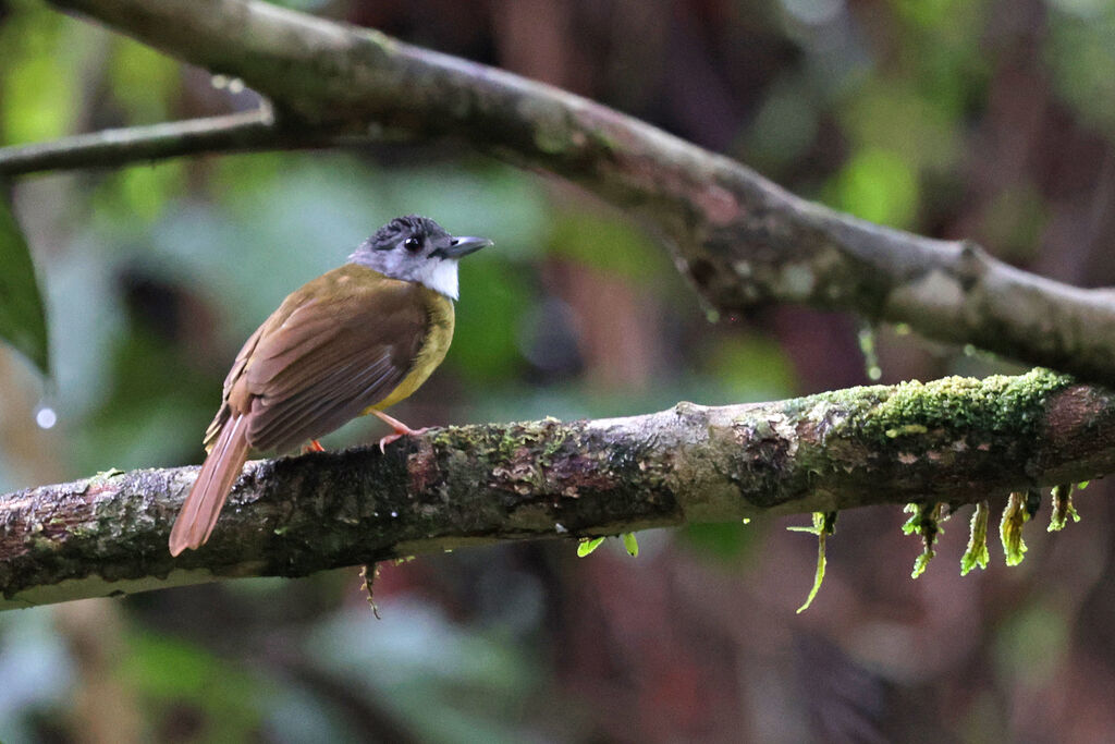 Bulbul à calotte grise