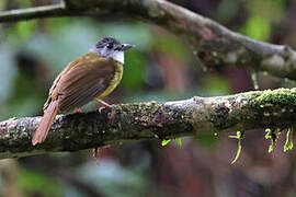 Yellow-bellied Bulbul