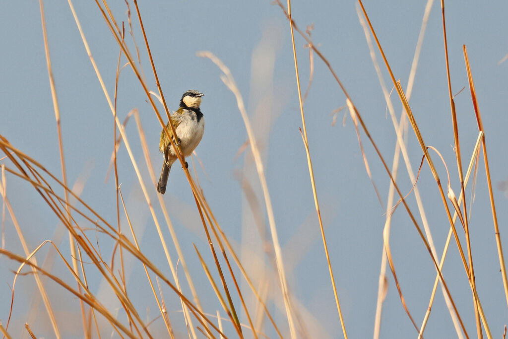 Bulbul à collier noir