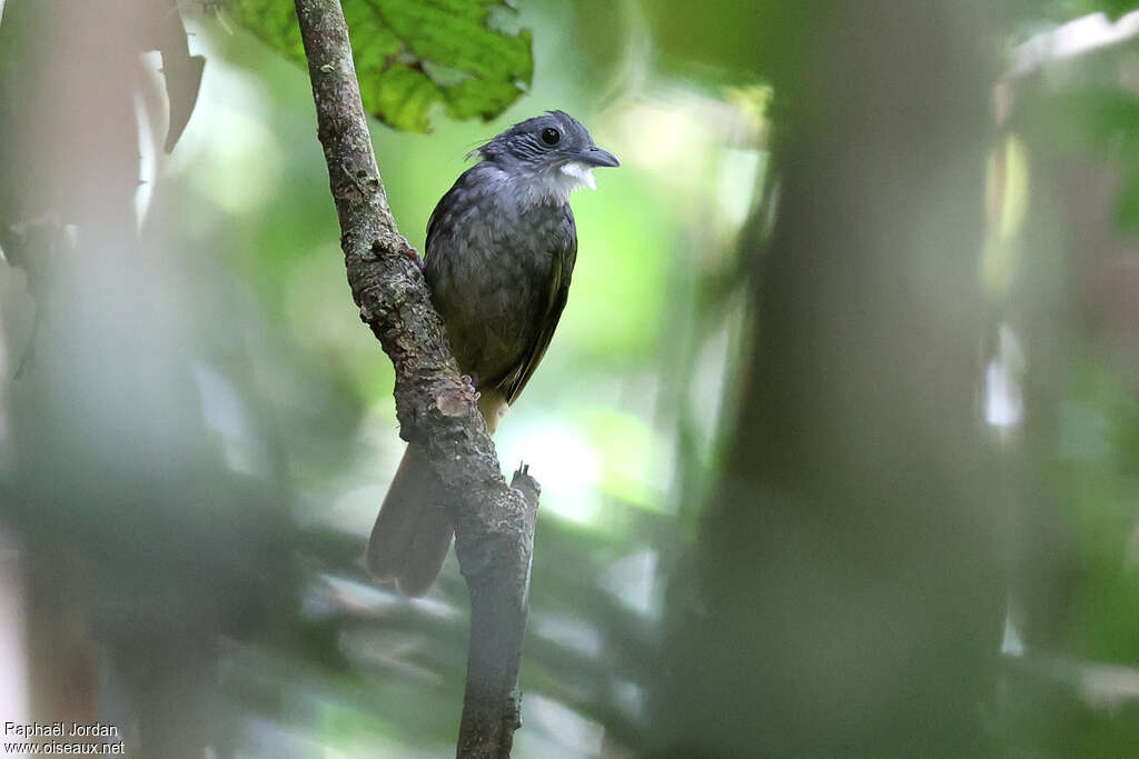 Eastern Bearded Greenbul