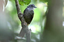 Bulbul à dos vert