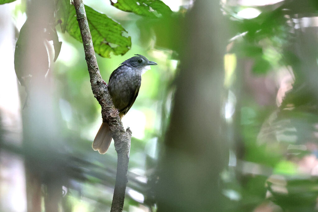 Eastern Bearded Greenbul