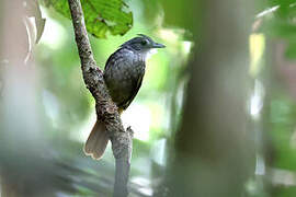 Eastern Bearded Greenbul