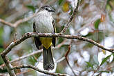 Bulbul à face pâle