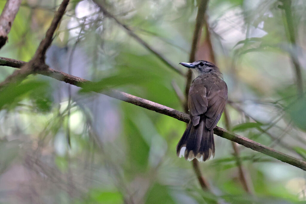 Bulbul à long bec