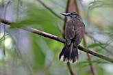 Bulbul à long bec