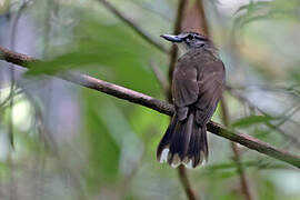 Hook-billed Bulbul