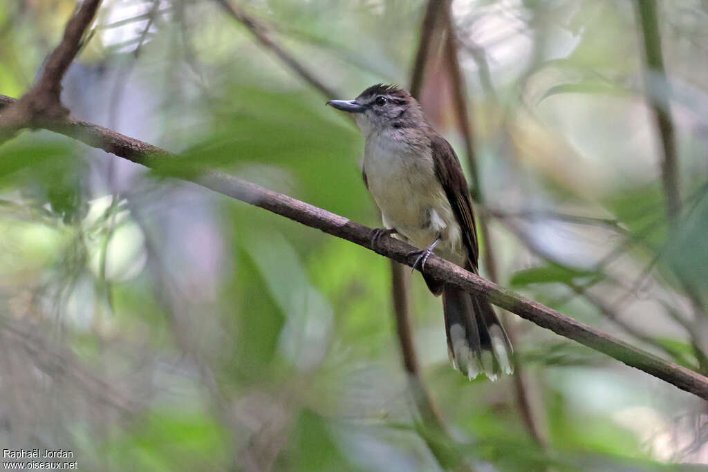 Hook-billed Bulbul