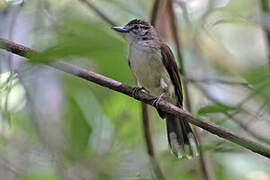 Bulbul à long bec