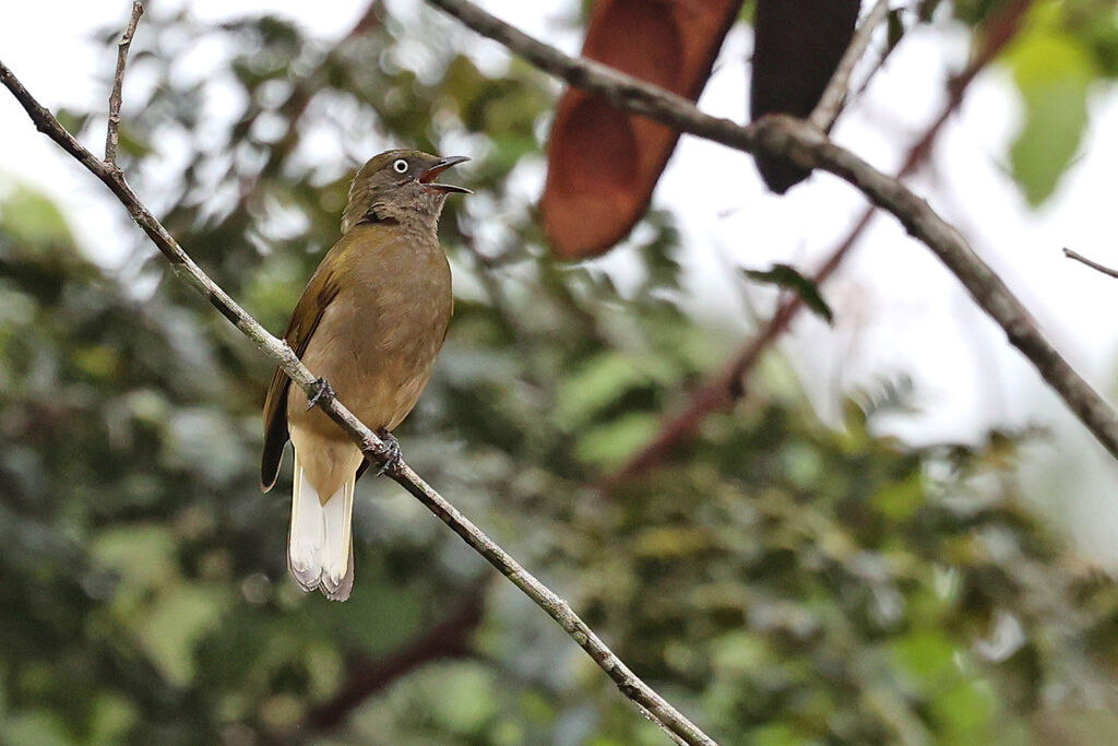 Honeyguide Greenbuladult, song